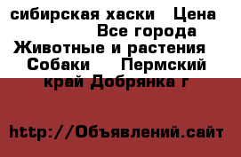 l: сибирская хаски › Цена ­ 10 000 - Все города Животные и растения » Собаки   . Пермский край,Добрянка г.